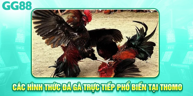Các hình thức đá gà trực tiếp phổ biến tại Thomo