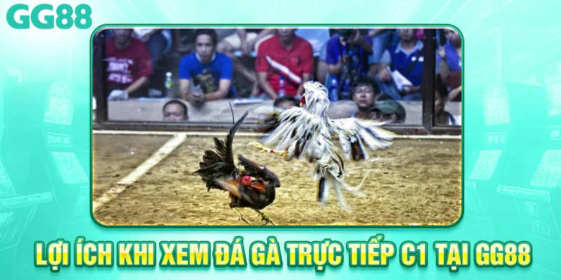 Lợi Ích Khi Xem Đá Gà Trực Tiếp C1 Tại gg88