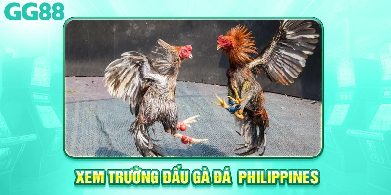 trường đấu đá gà philipines
